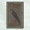 Falcon Eagle Mughal Bird Painting
