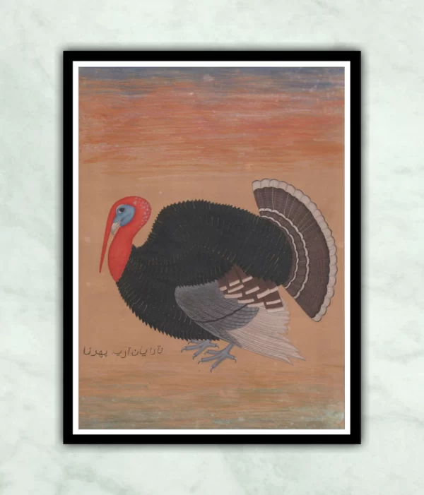 Mughal Turkey Cock Miniature Painting